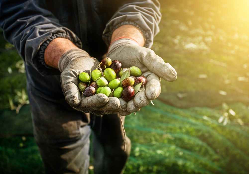 Empleos en Canadá para cosecha